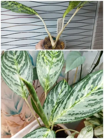 Продам пень аглаонемы Грин сан - Хобби и отдых в Красноярск