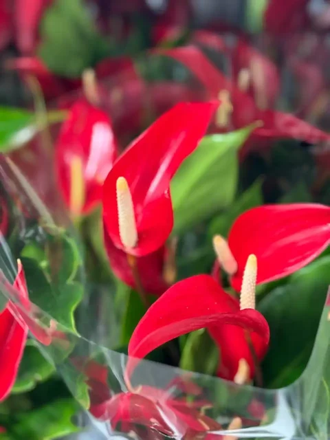 Круглосуточная доставка цветов в Москве и регионах - Доставка цветов в Красноярск