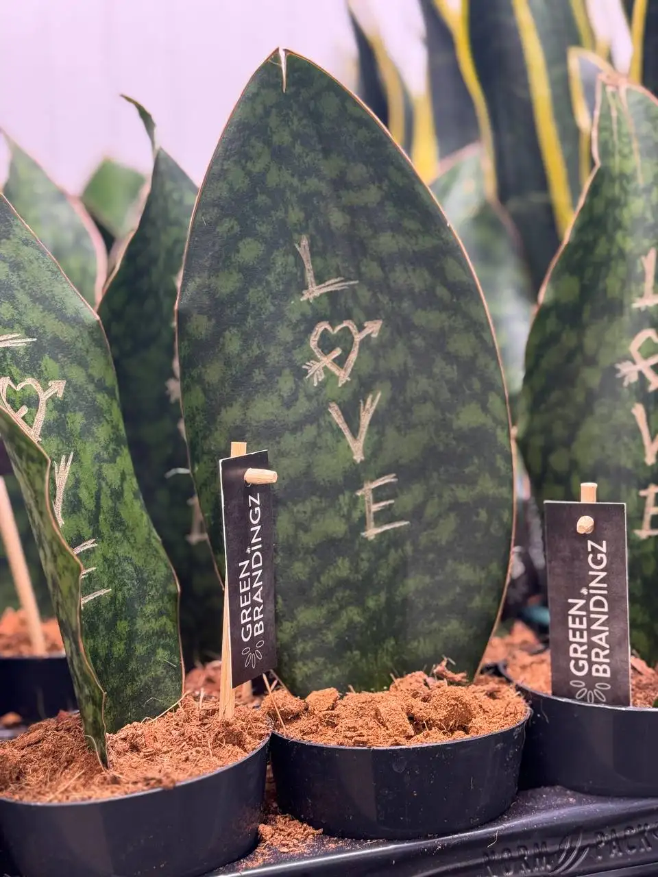 Круглосуточная доставка цветов в Москве и регионах - Доставка цветов (Услуги) в Красноярск