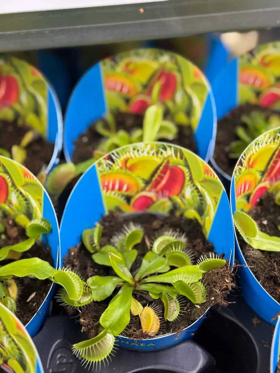 Круглосуточная доставка цветов в Москве и регионах - Доставка цветов (Услуги) в Красноярск