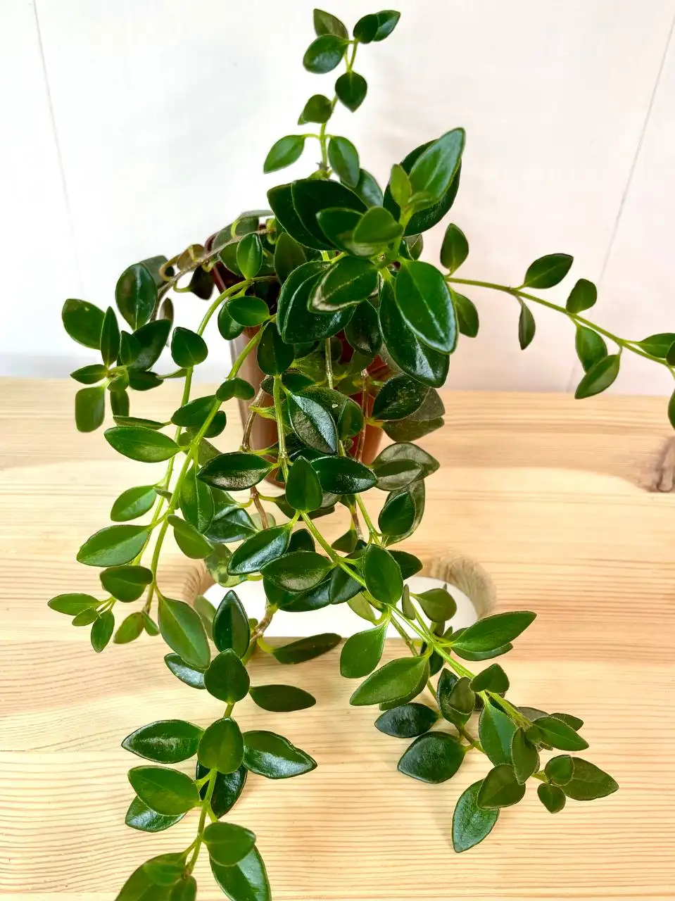 Продажа укорененных черенков комнатных растений - Комнатные растения (Хобби и отдых) в Красноярск