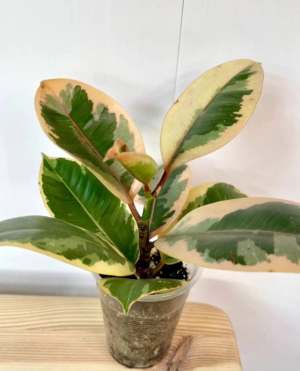 Продажа укорененных черенков комнатных растений - Комнатные растения (Хобби и отдых) в Красноярск