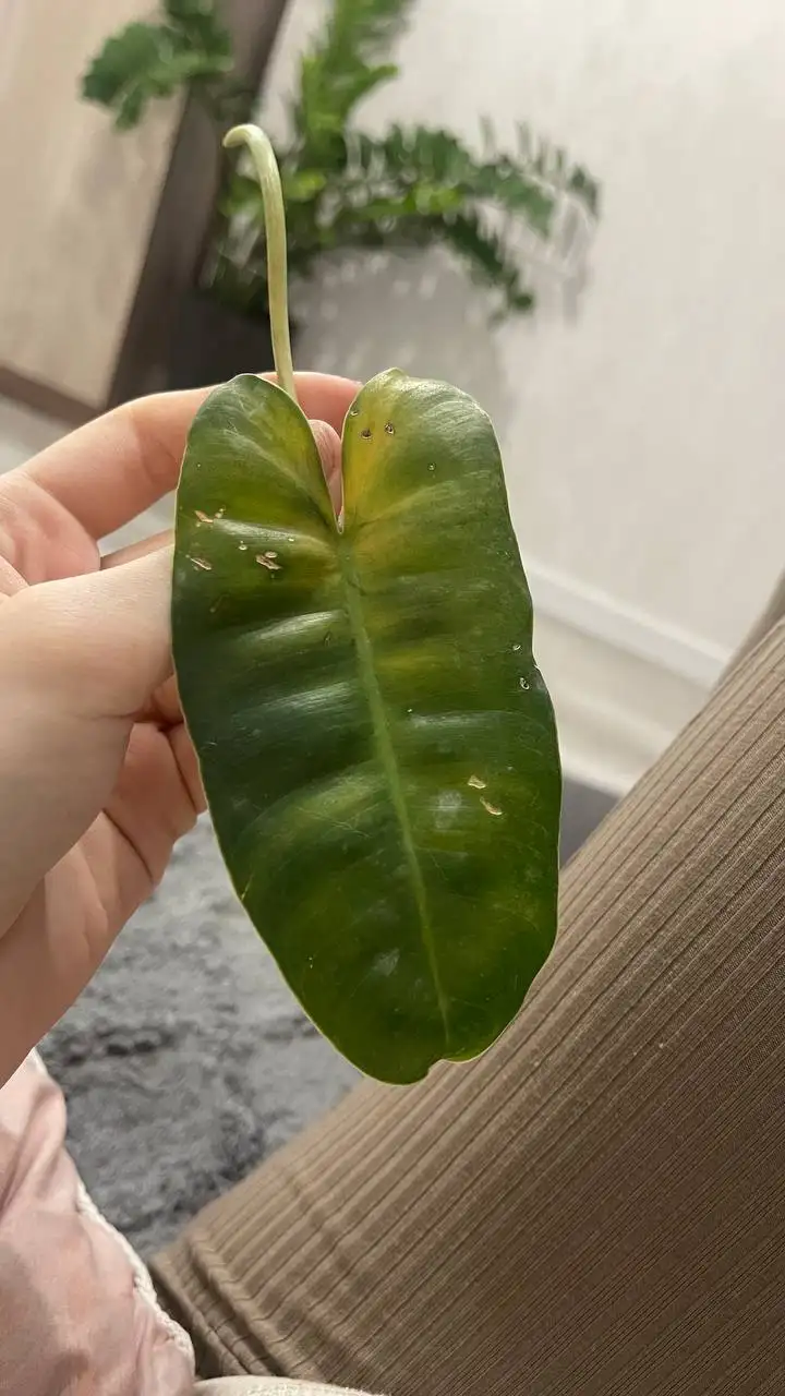 Вопрос о питании листа - Животные в Красноярск