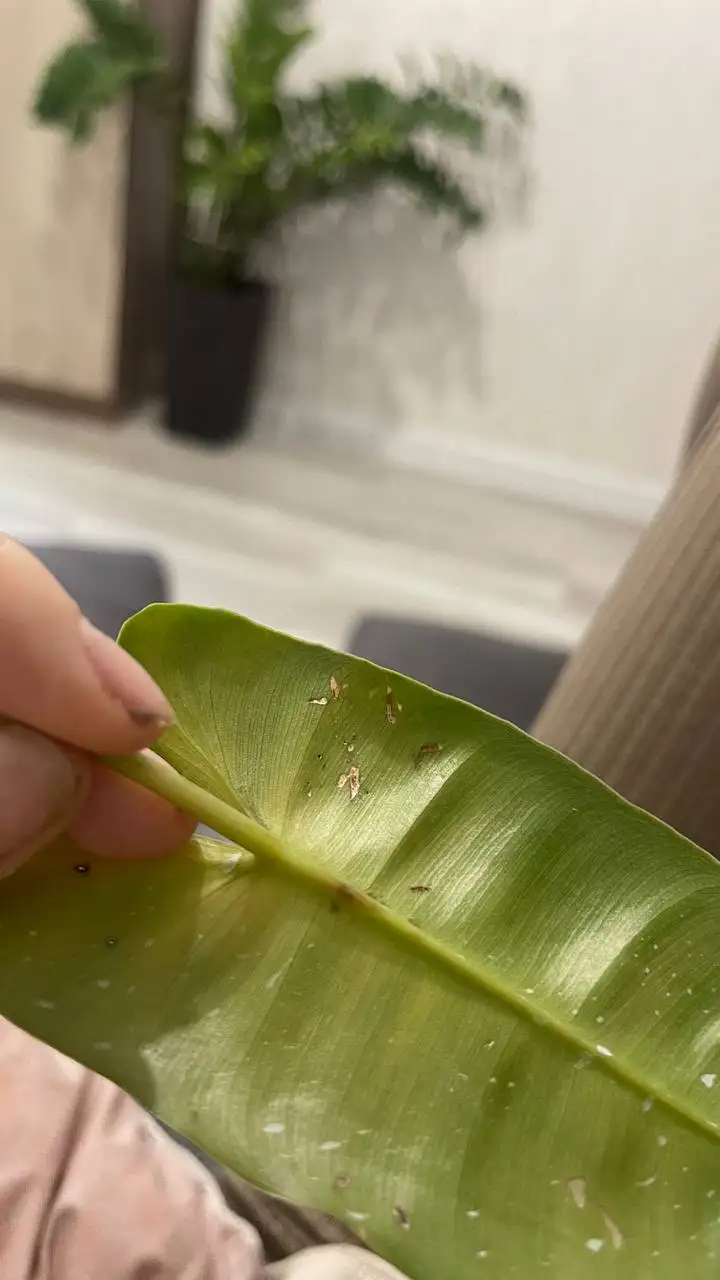 Вопрос о питании листа - Животные в Красноярск