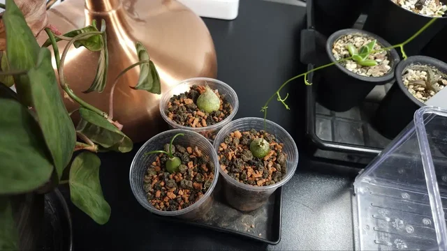 Бовиэя (Bowiea volubilis) - комнатное растение - Хобби и отдых в Красноярск