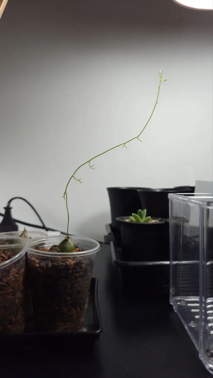 Бовиэя (Bowiea volubilis) - комнатное растение - Комнатные растения (Хобби и отдых) в Красноярск