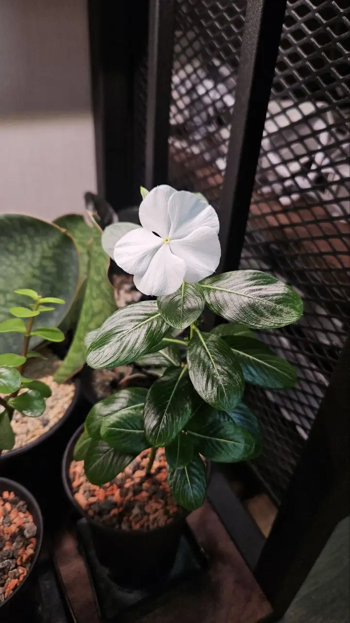 Весна близко - Комнатные растения - Комнатные растения (Хобби и отдых) в Красноярск