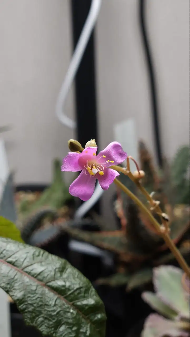 Весна близко - Комнатные растения - Комнатные растения (Хобби и отдых) в Красноярск