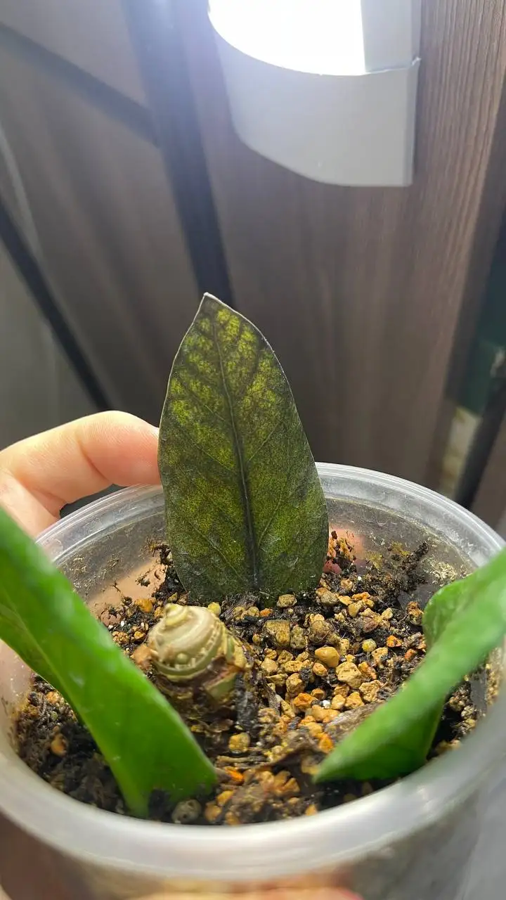 Замиокулькасы блек изумруд и зензи на укоренении - Комнатные растения (Хобби и отдых) в Красноярск