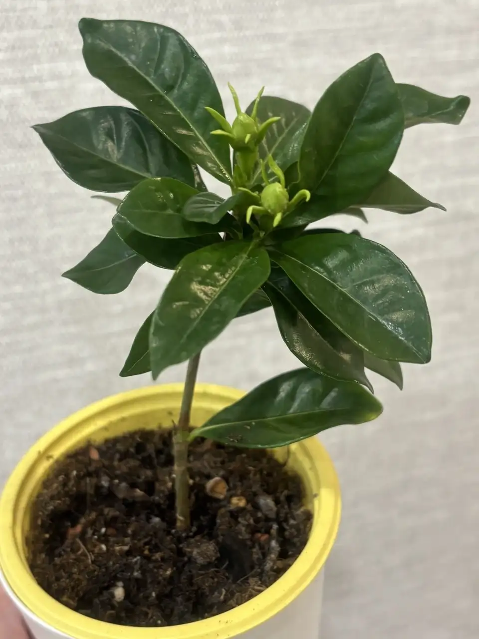 Продажа гардении на бутонах - Комнатные растения (Хобби и отдых) в Красноярск