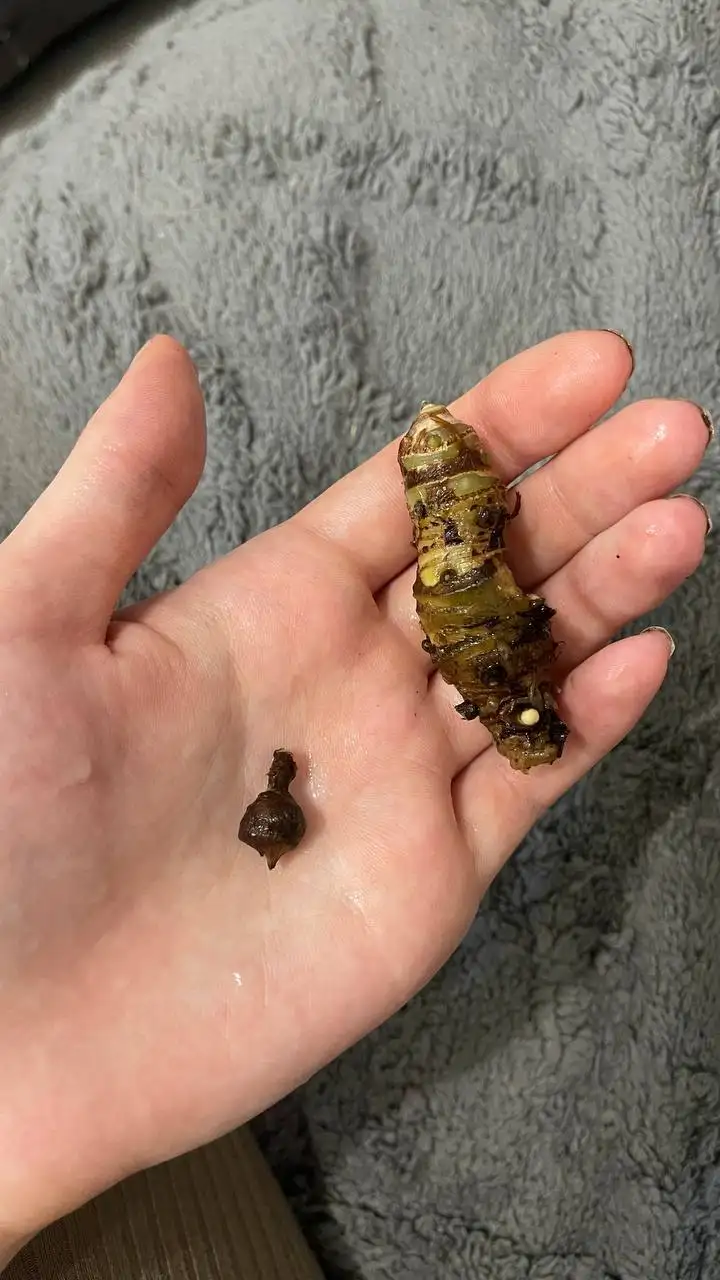 Отдам бесплатно алоказию Полли - Комнатные растения (Хобби и отдых) в Красноярск