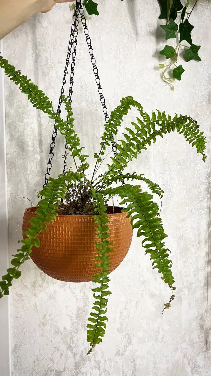 Продажа папоротника комнатного растения - Комнатные растения (Хобби и отдых) в Красноярск