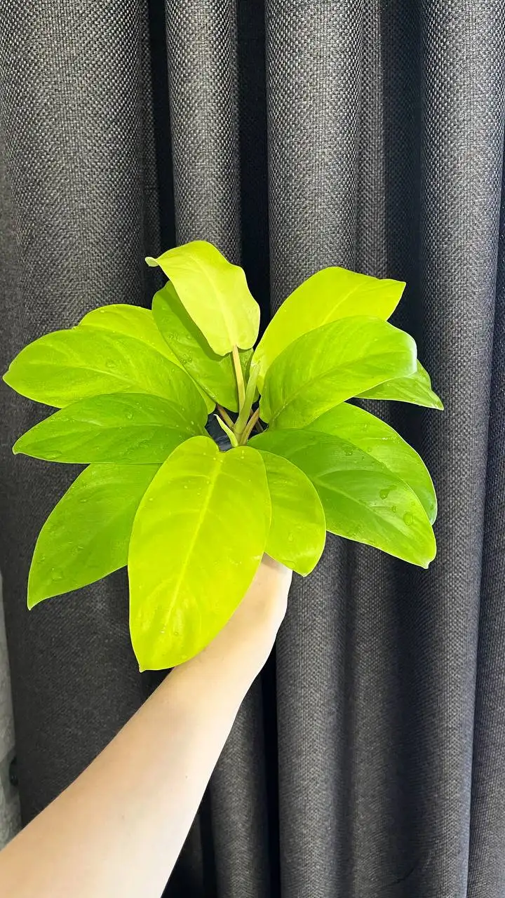 Продажа филодендрона Малай Голд с черенками - Комнатные растения (Хобби и отдых) в Красноярск