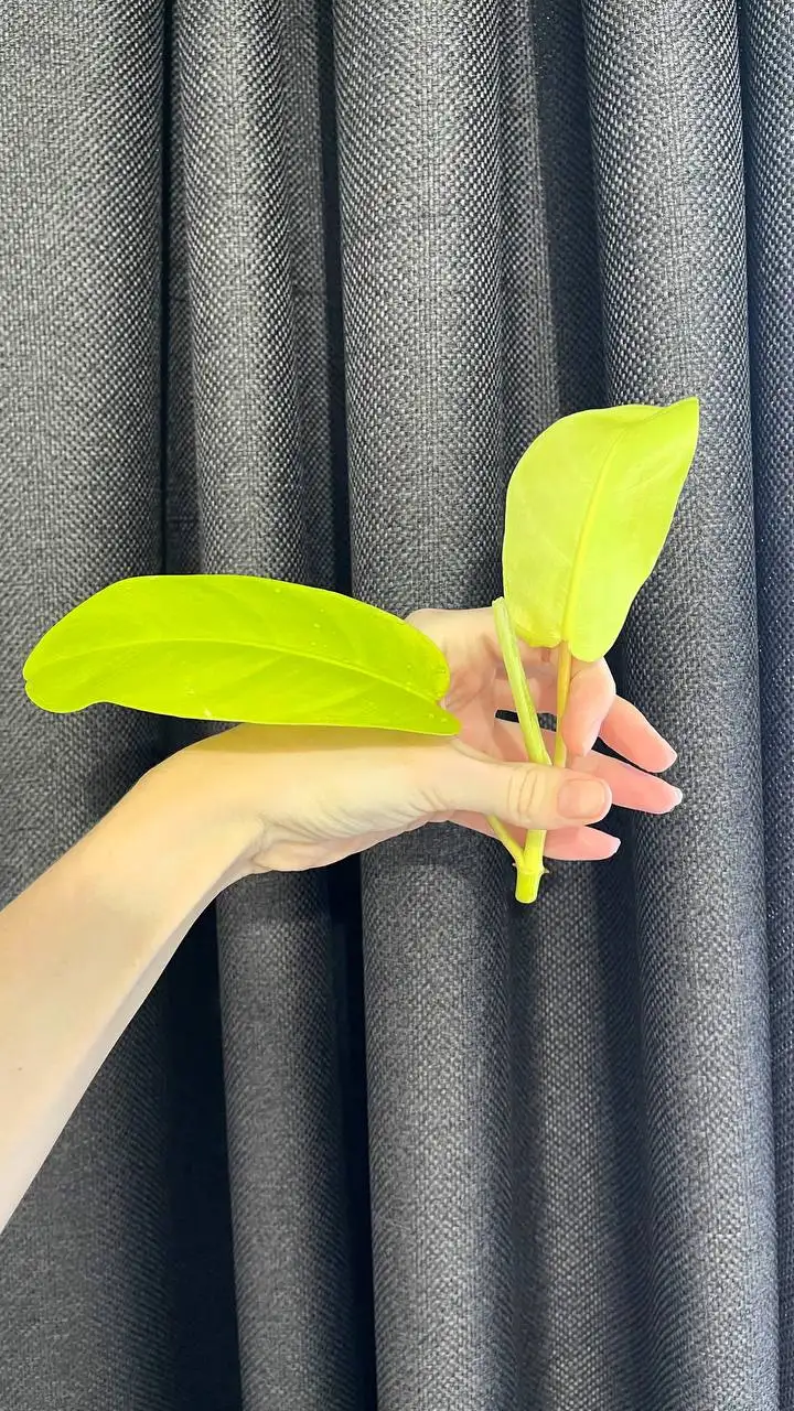 Продажа филодендрона Малай Голд с черенками - Комнатные растения (Хобби и отдых) в Красноярск