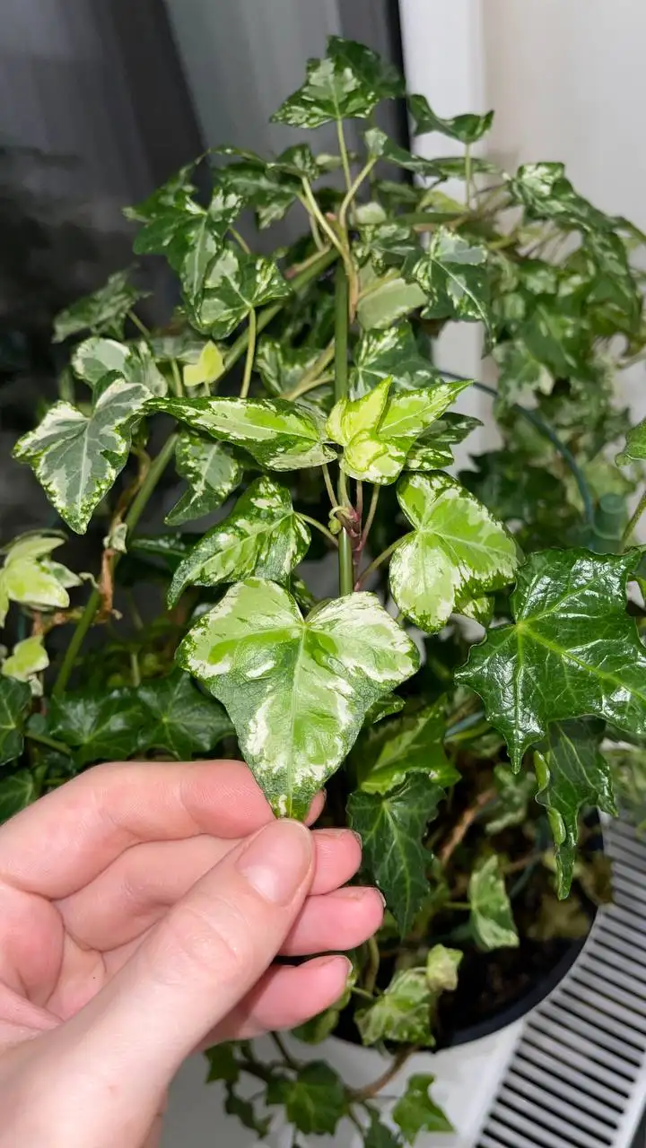 Срез плюща хедера, 3 разных вида - Комнатные растения (Хобби и отдых) в Красноярск