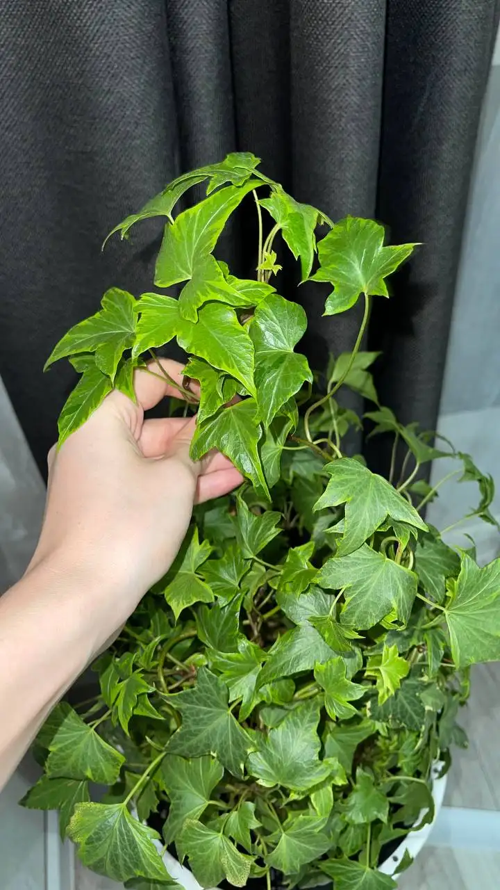 Срез плюща хедера, 3 разных вида - Комнатные растения (Хобби и отдых) в Красноярск