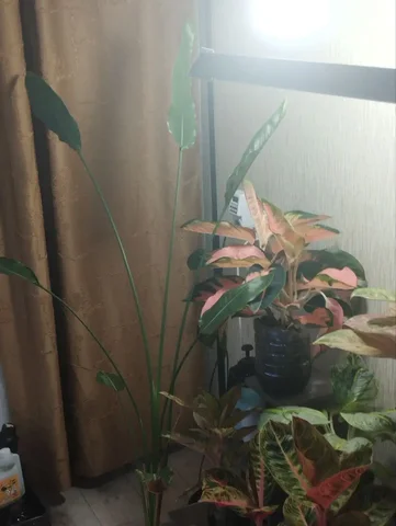 Комнатное растение жирафа с мелкими листьями - Хобби и отдых в Красноярск