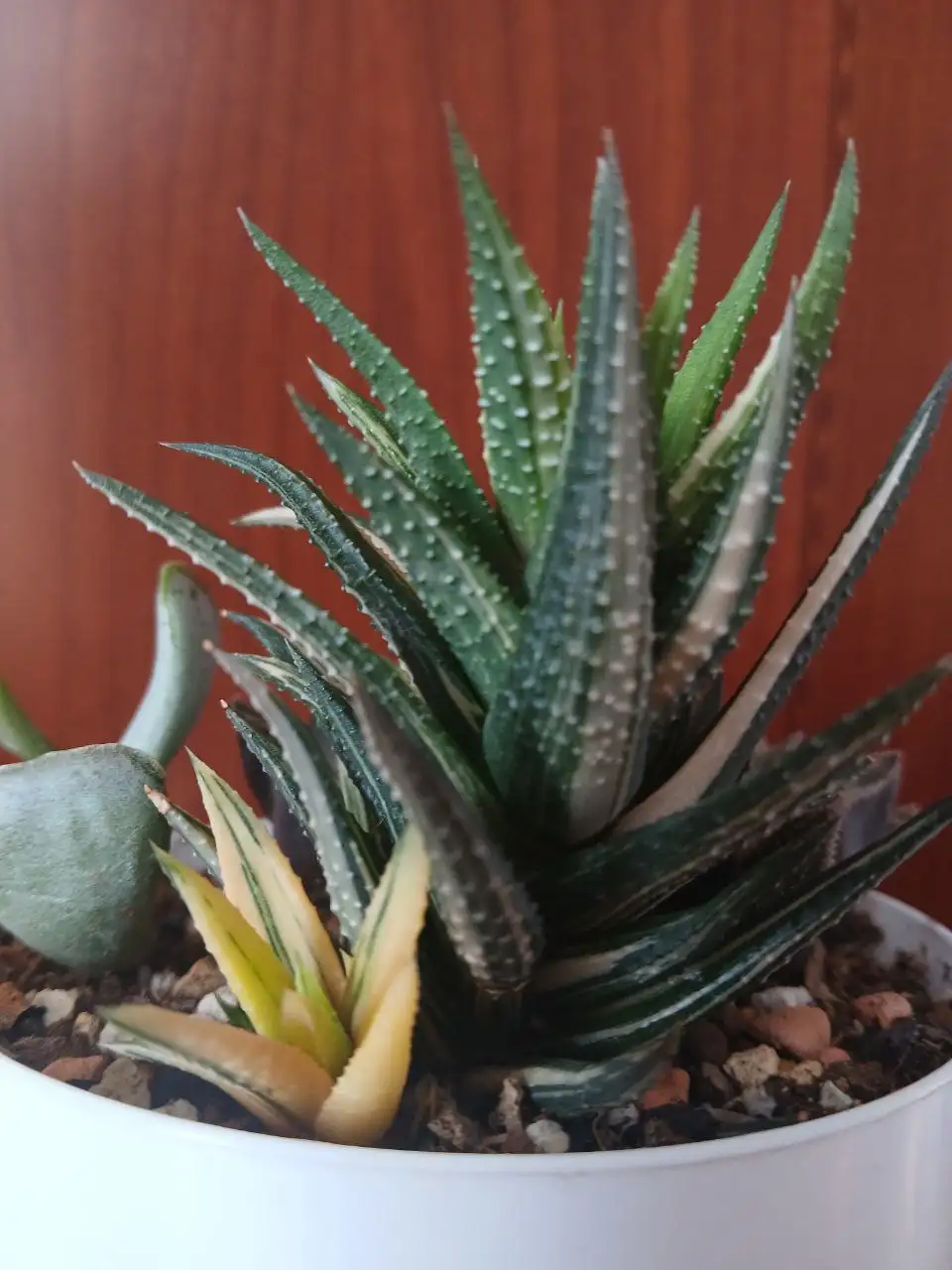 Продается комнатное растение - Комнатные растения (Хобби и отдых) в Красноярск