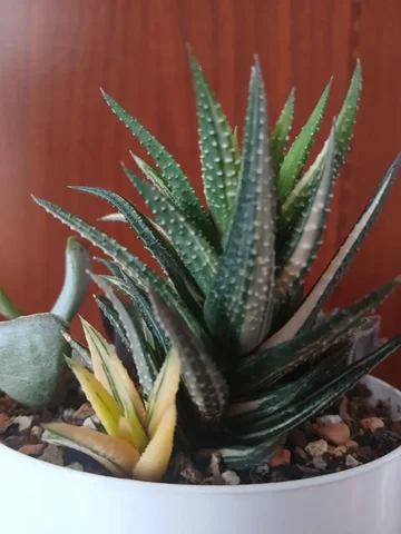 Продается комнатное растение - Хобби и отдых в Красноярск