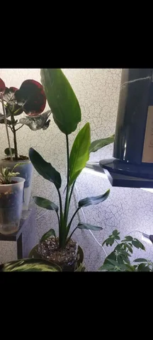 Комнатные растения в Красноярске - Хобби и отдых в Красноярск