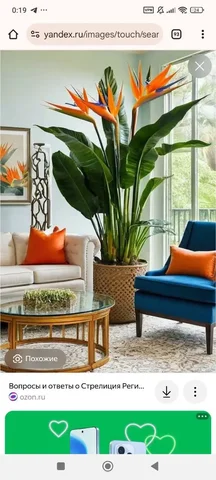 Комнатные растения в Красноярске - Хобби и отдых в Красноярск