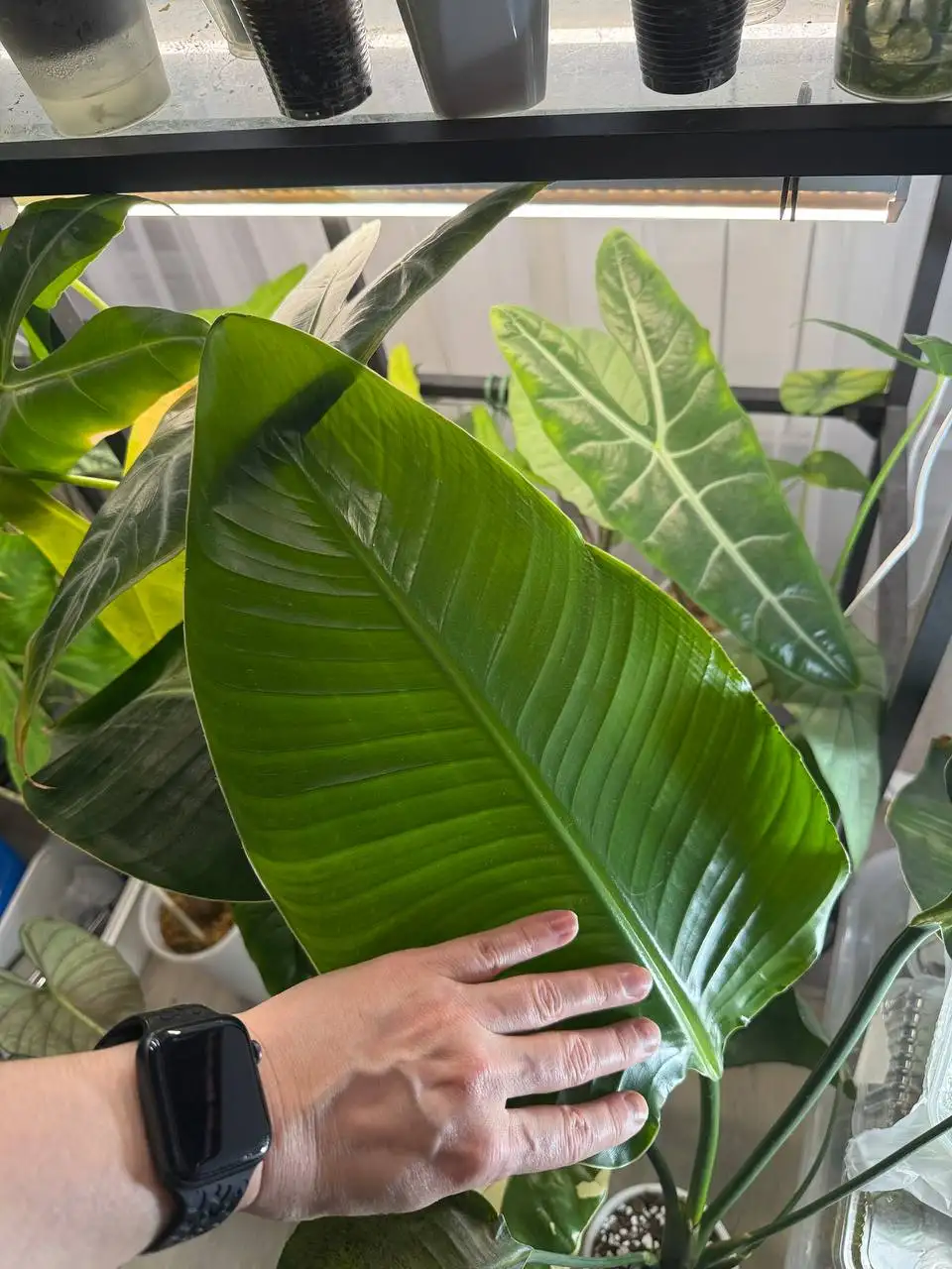 Комнатные растения - Комнатные растения (Хобби и отдых) в Красноярск