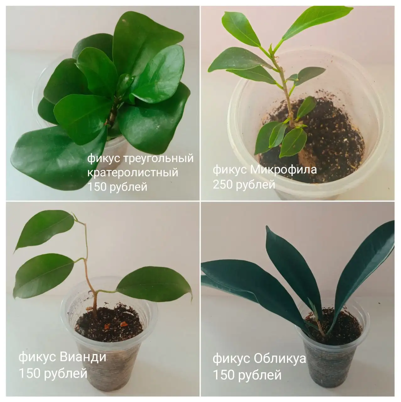 Комнатные растения в Красноярске - Комнатные растения (Для дома и дачи) в Красноярск