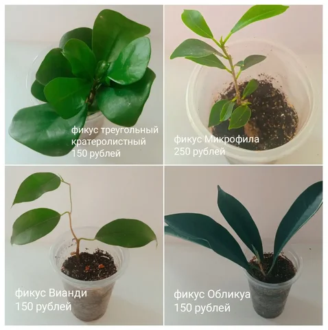 Комнатные растения в Красноярске - Средства для растений в Красноярск