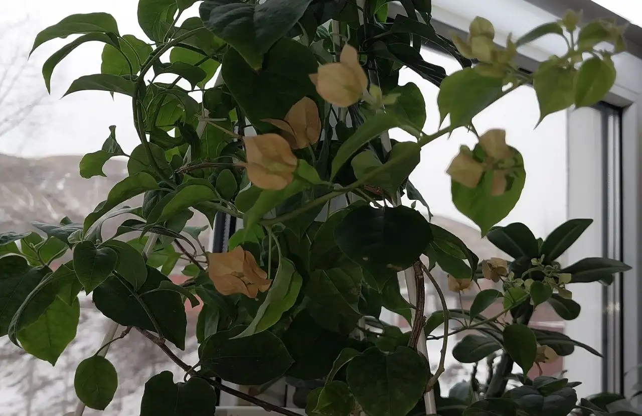 Продам бугенвилию два сорта в одном горшке - Комнатные растения (Хобби и отдых) в Красноярск