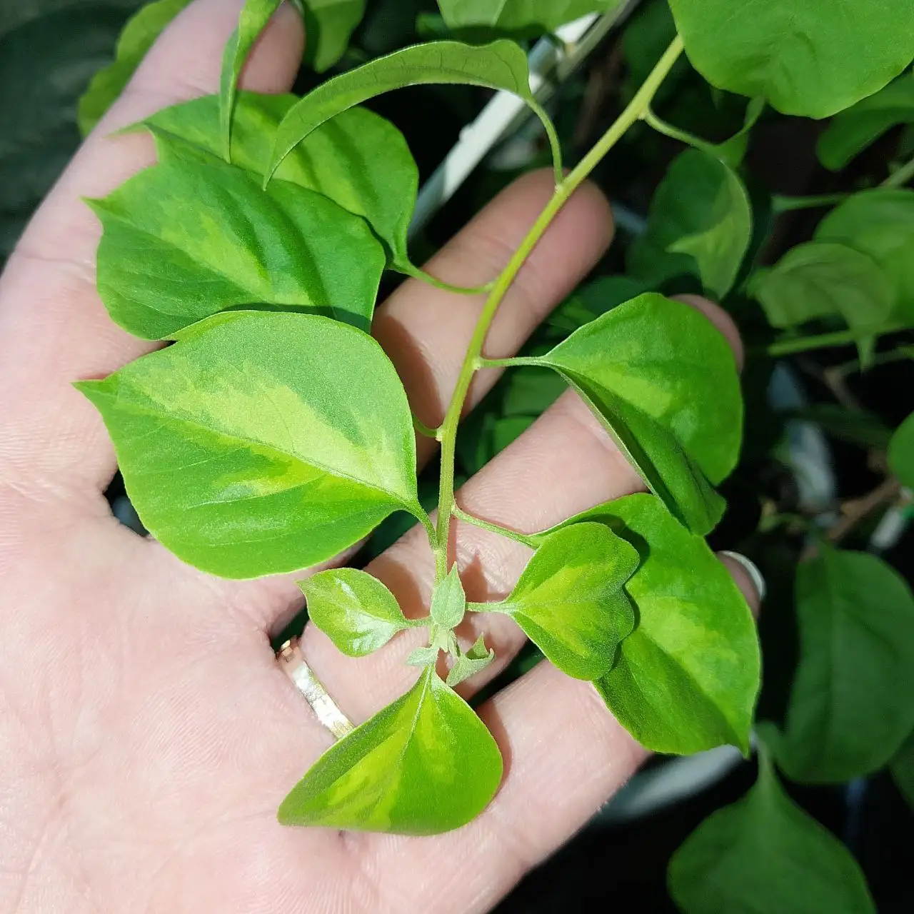 Продам бугенвилию два сорта в одном горшке - Комнатные растения (Хобби и отдых) в Красноярск