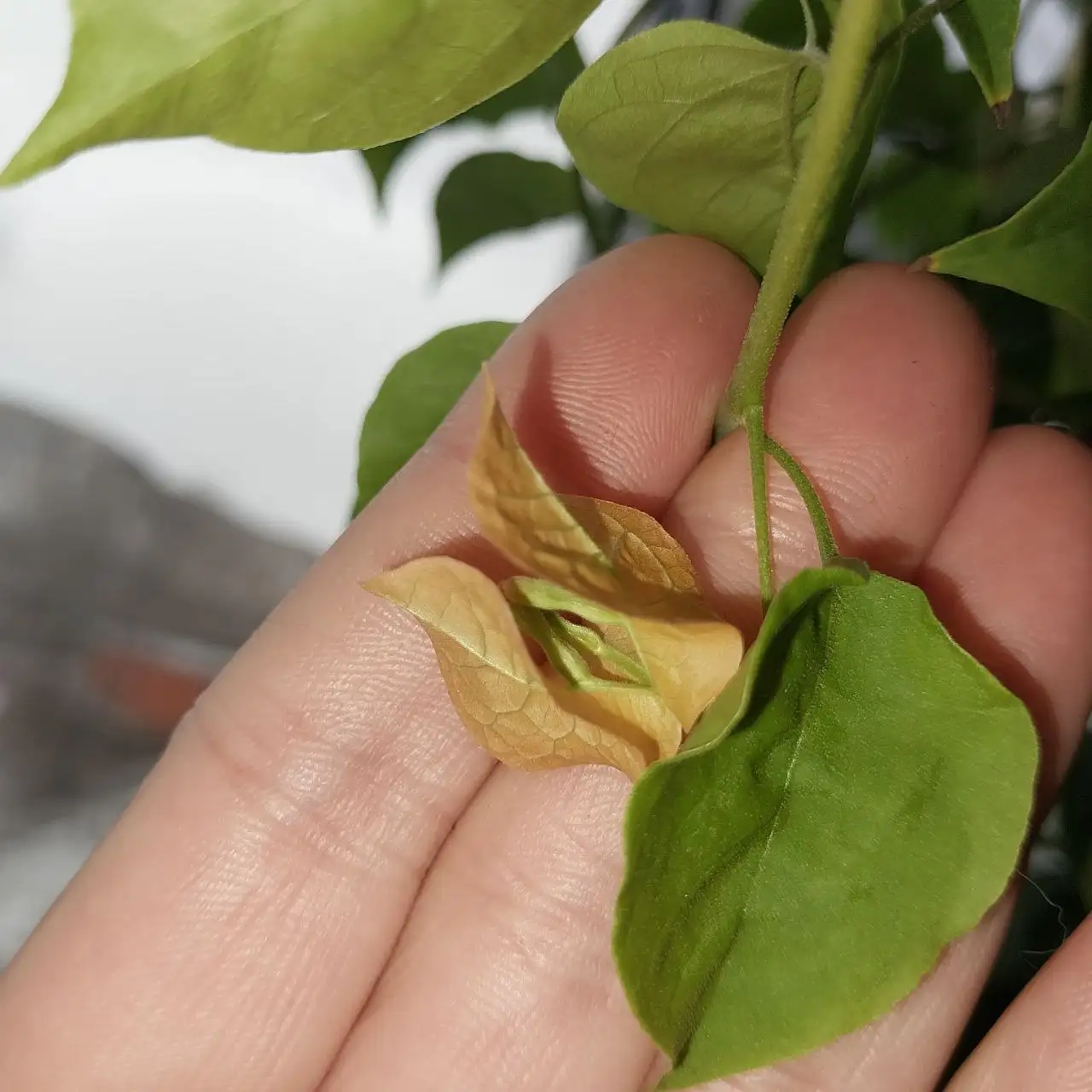 Продам бугенвилию два сорта в одном горшке - Комнатные растения (Хобби и отдых) в Красноярск