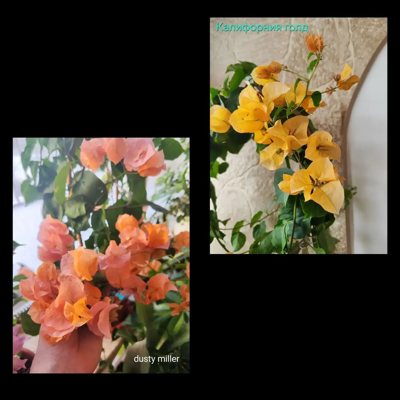 Продам бугенвилию два сорта в одном горшке - Комнатные растения (Хобби и отдых) в Красноярск