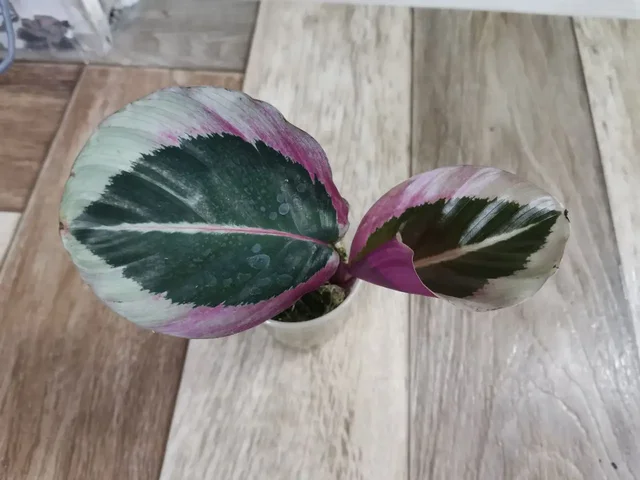 Калатея Синтия - Канцтовары в Красноярск