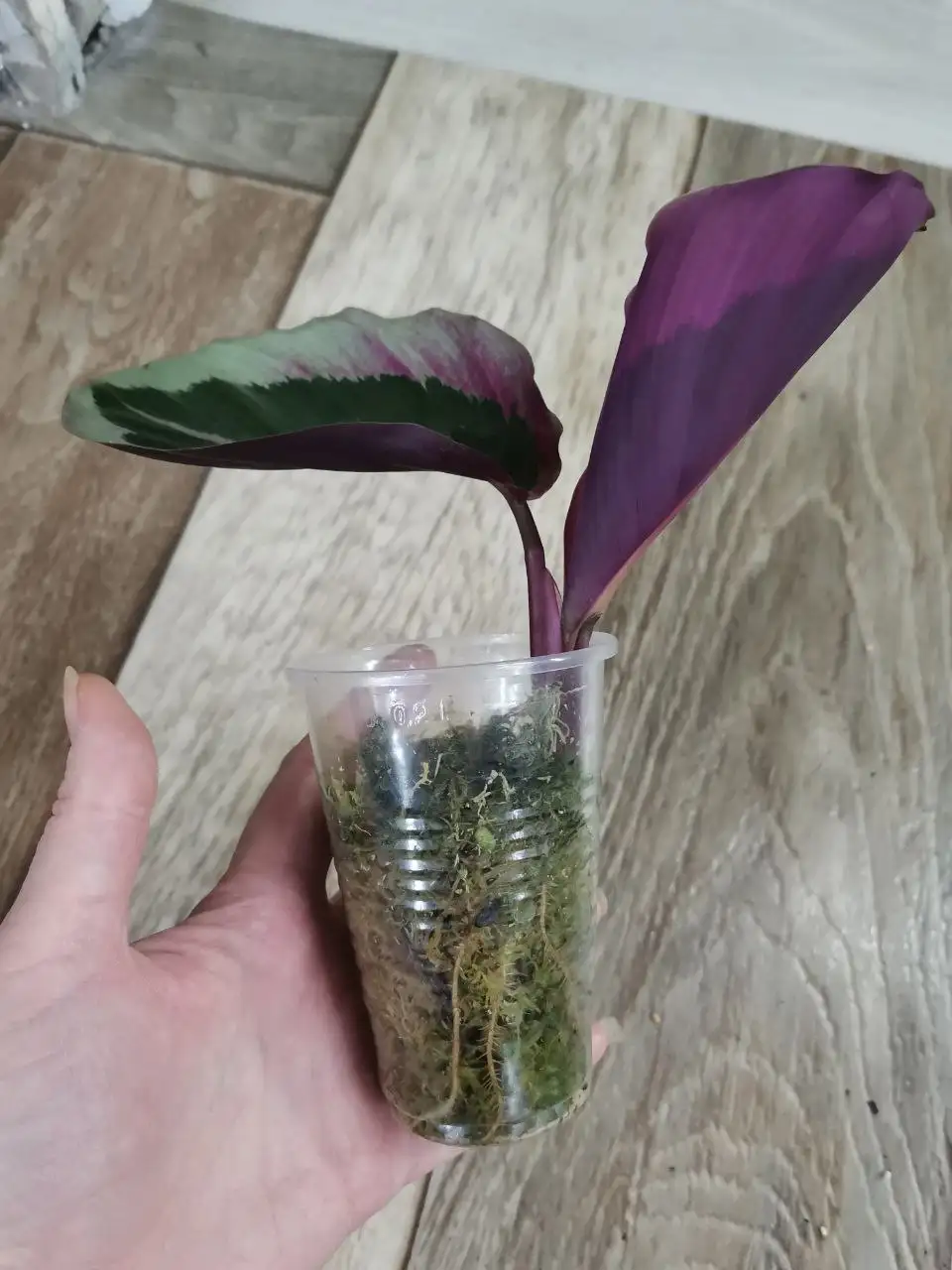 Калатея Синтия - Комнатные растения (Хобби и отдых) в Красноярск