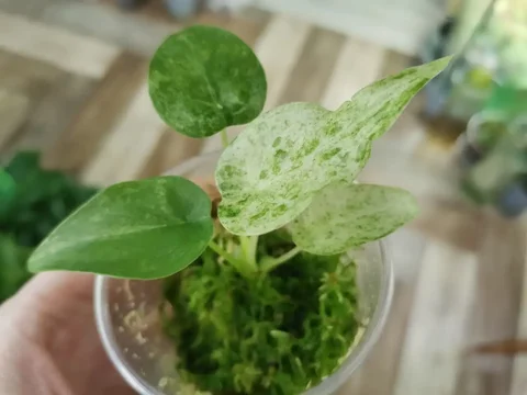 Кукулата белое кружево - частное объявление в Красноярск