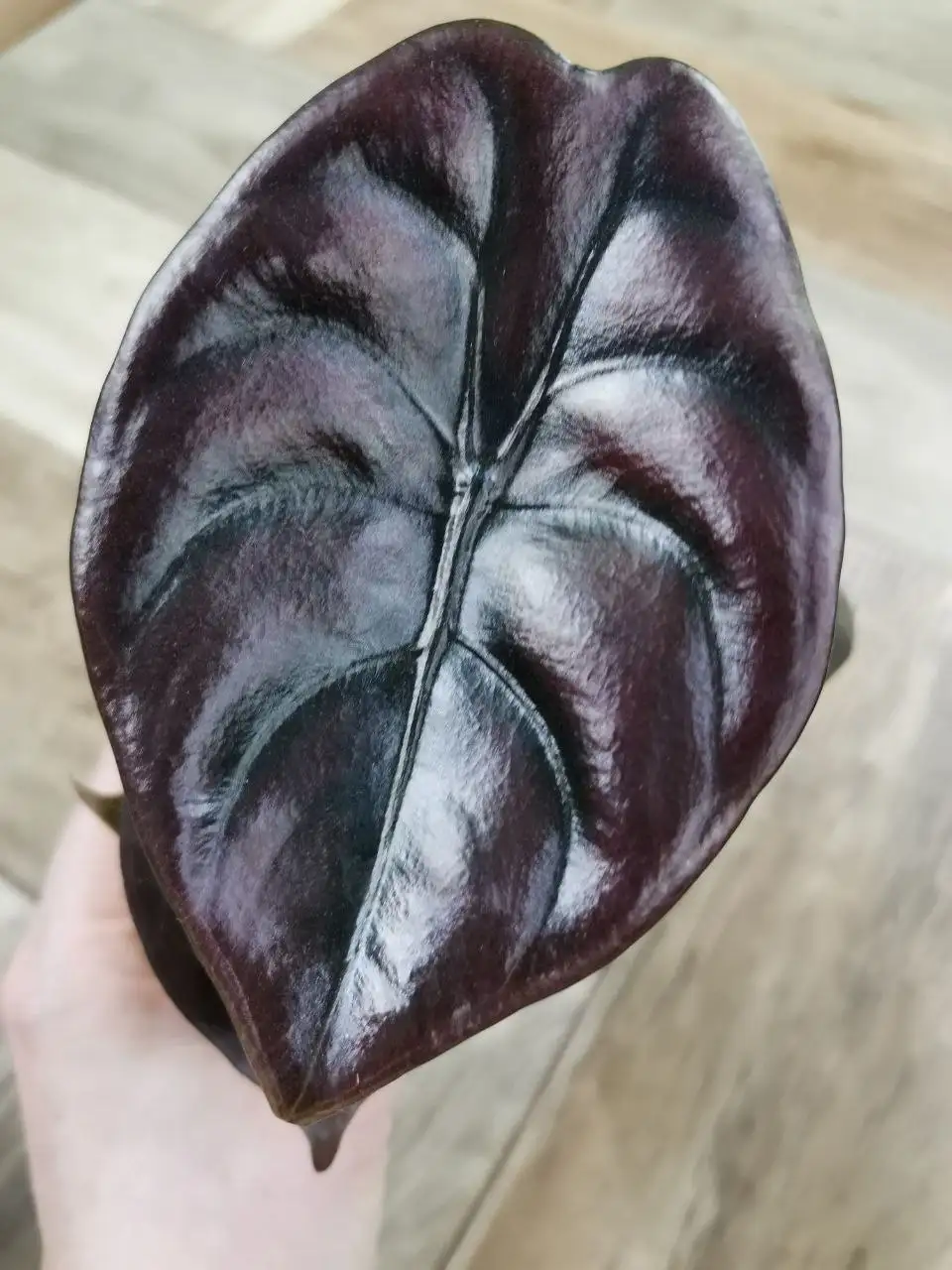 Купрея Медная 450 - Комнатные растения (Хобби и отдых) в Красноярск