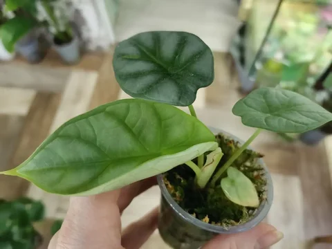 Серебряный дракон 400 - Канцтовары в Красноярск