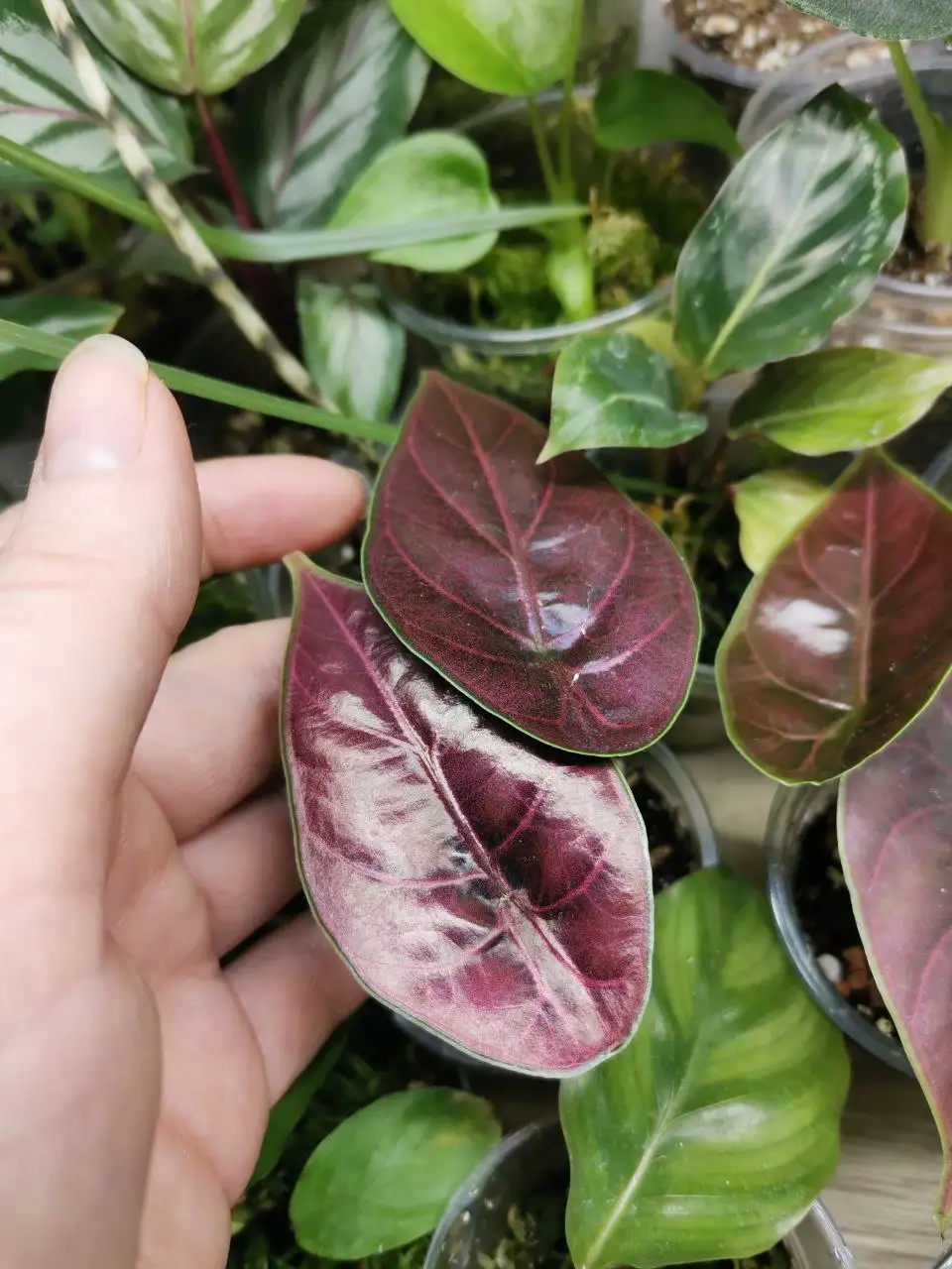 Азлани 450 комнатное растение - Комнатные растения (Хобби и отдых) в Красноярск