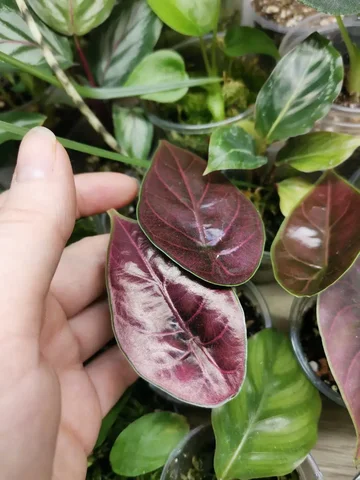 Азлани 450 комнатное растение - Канцтовары в Красноярск