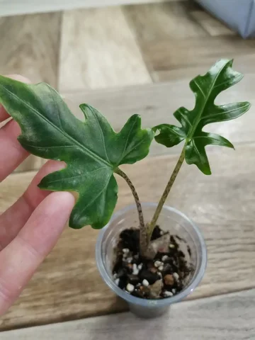 Продажа брансифолии 500 - Контейнеры в Красноярск