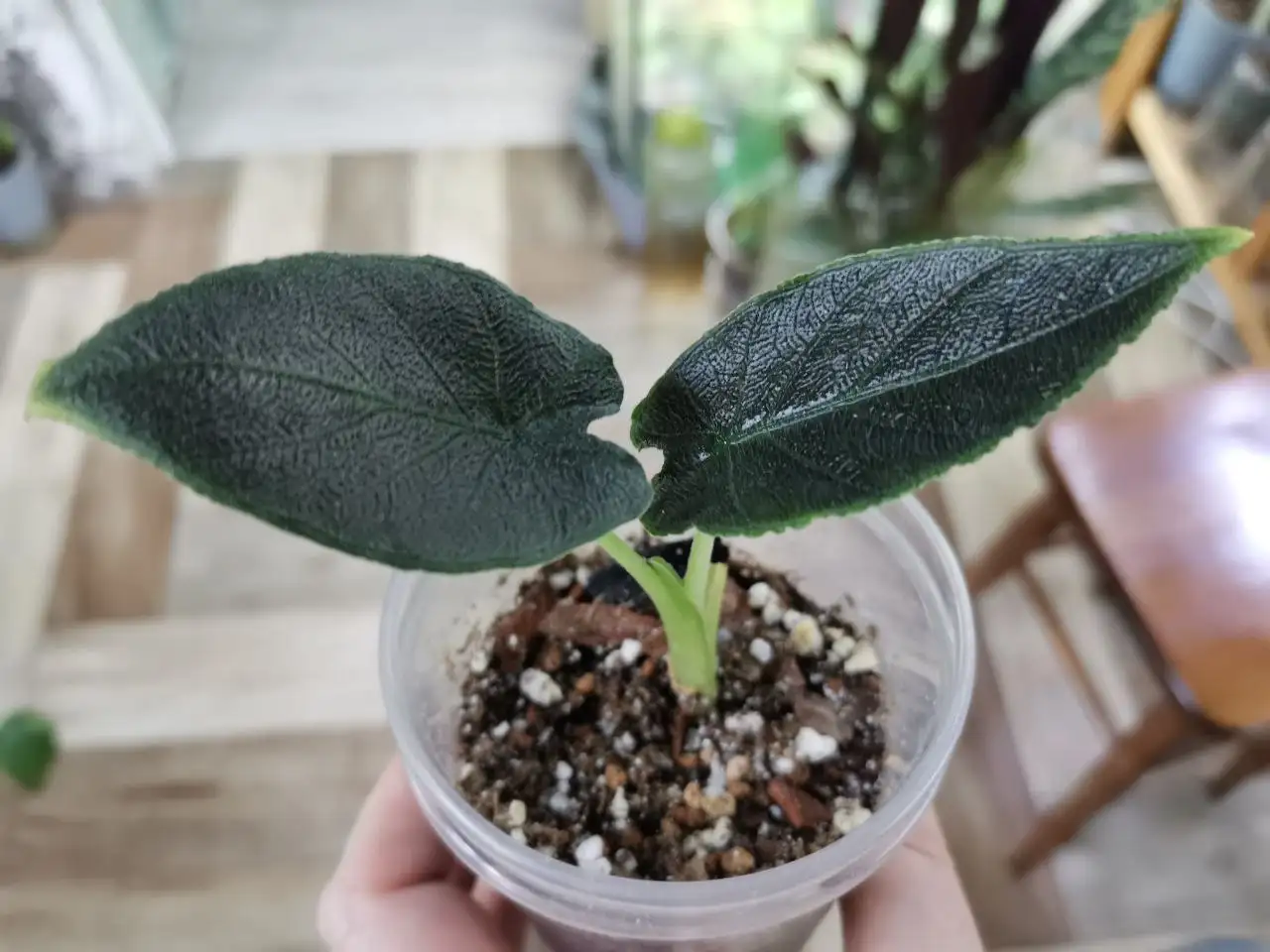 Комнатные растения Анторо вельвет - Комнатные растения (Хобби и отдых) в Красноярск