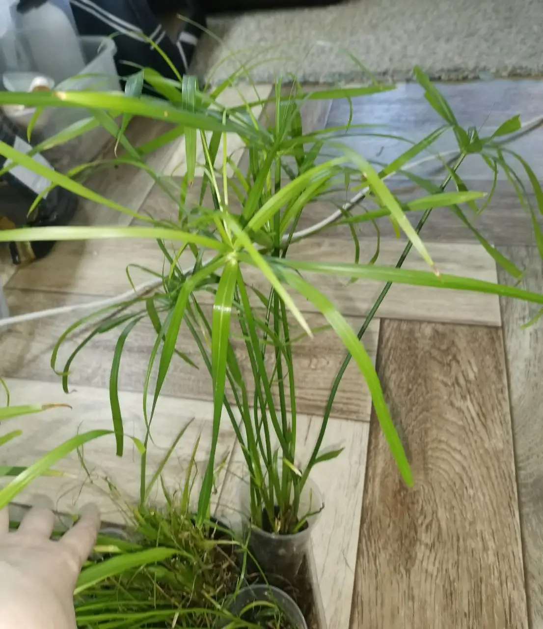 Продажа циперуса крупного сорта - Комнатные растения (Хобби и отдых) в Красноярск