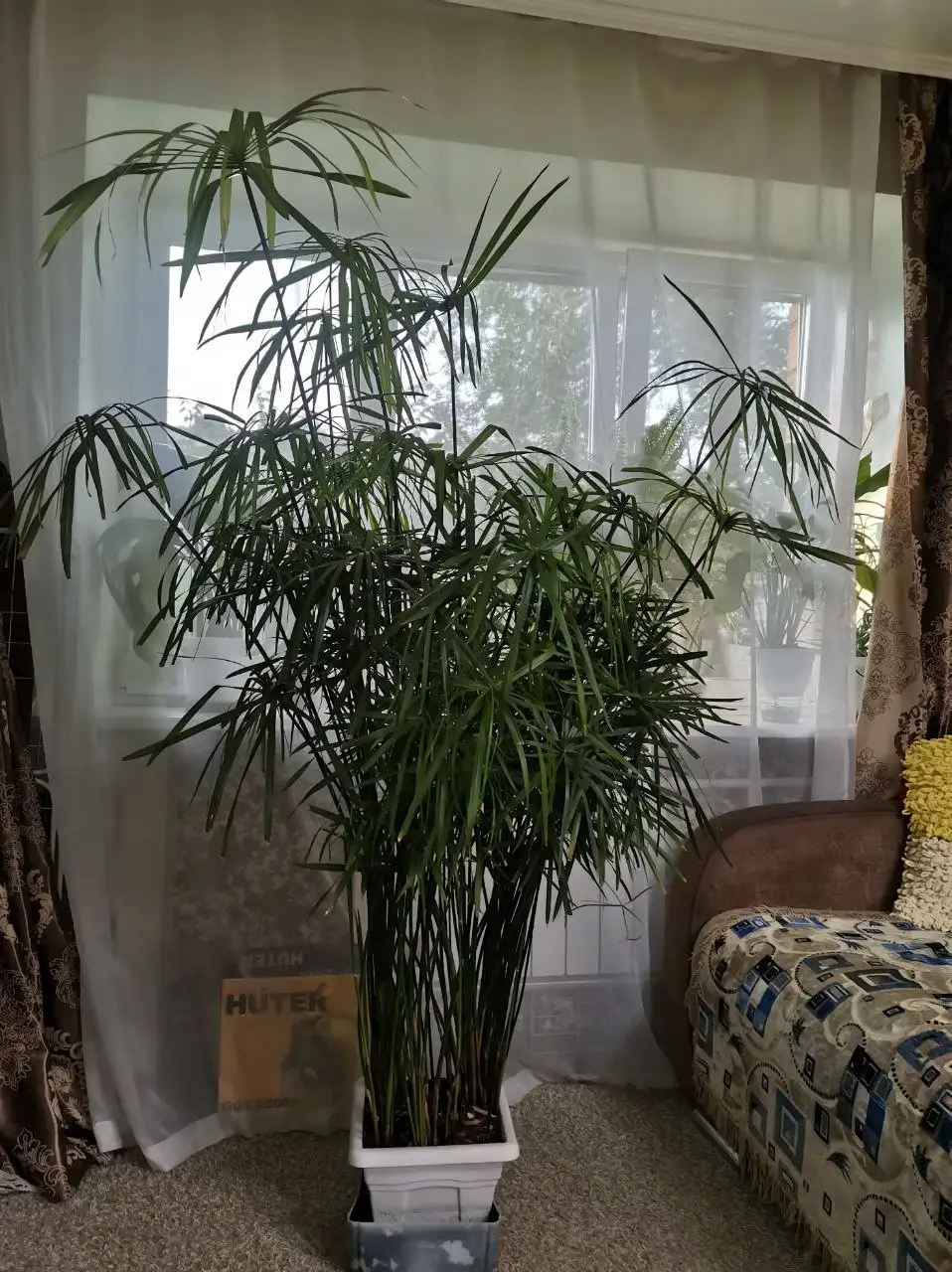 Продажа циперуса крупного сорта - Комнатные растения (Хобби и отдых) в Красноярск