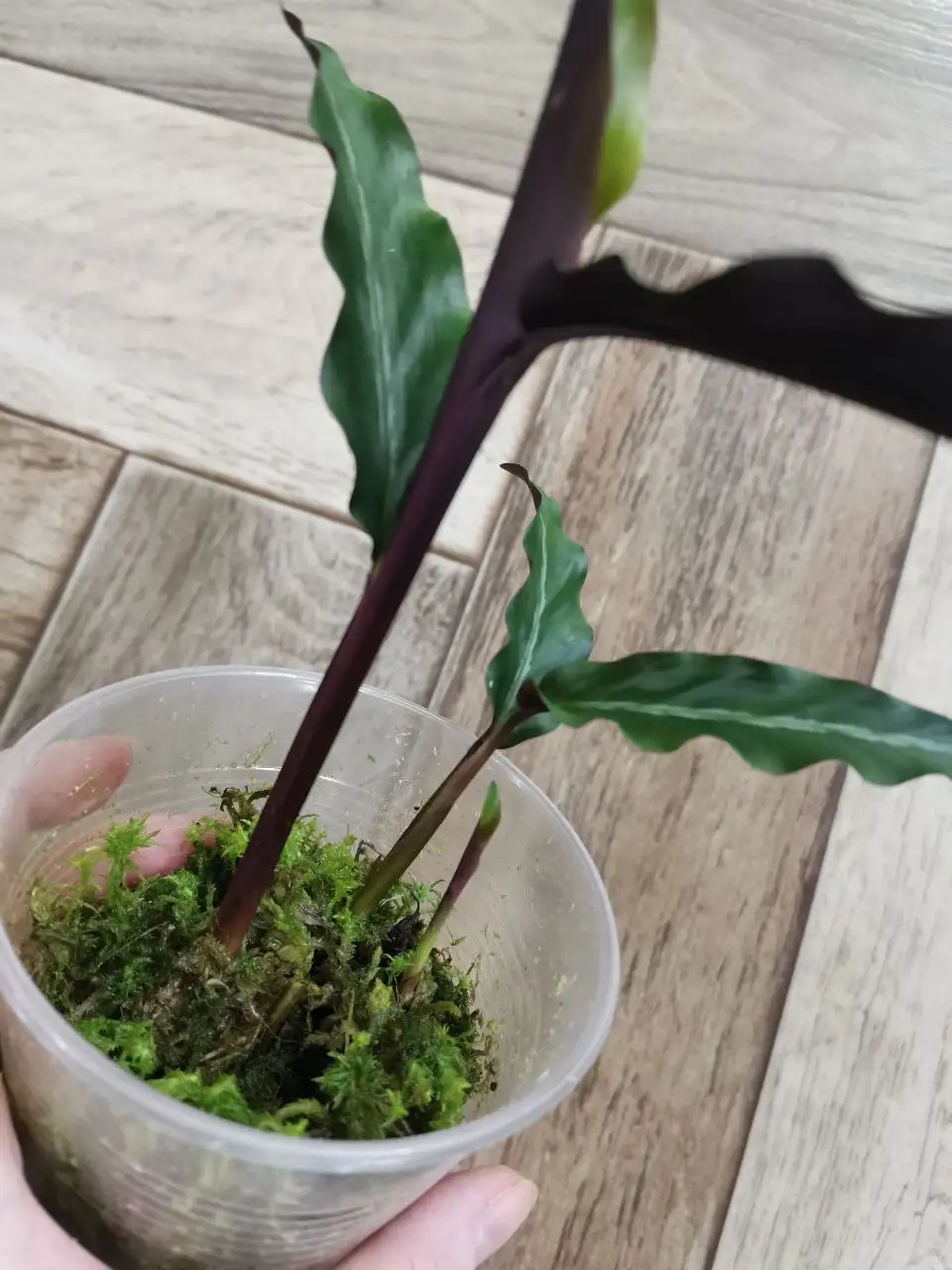 Калатея Хеппи коллекционная редкость - Комнатные растения (Барахолка) в Красноярск