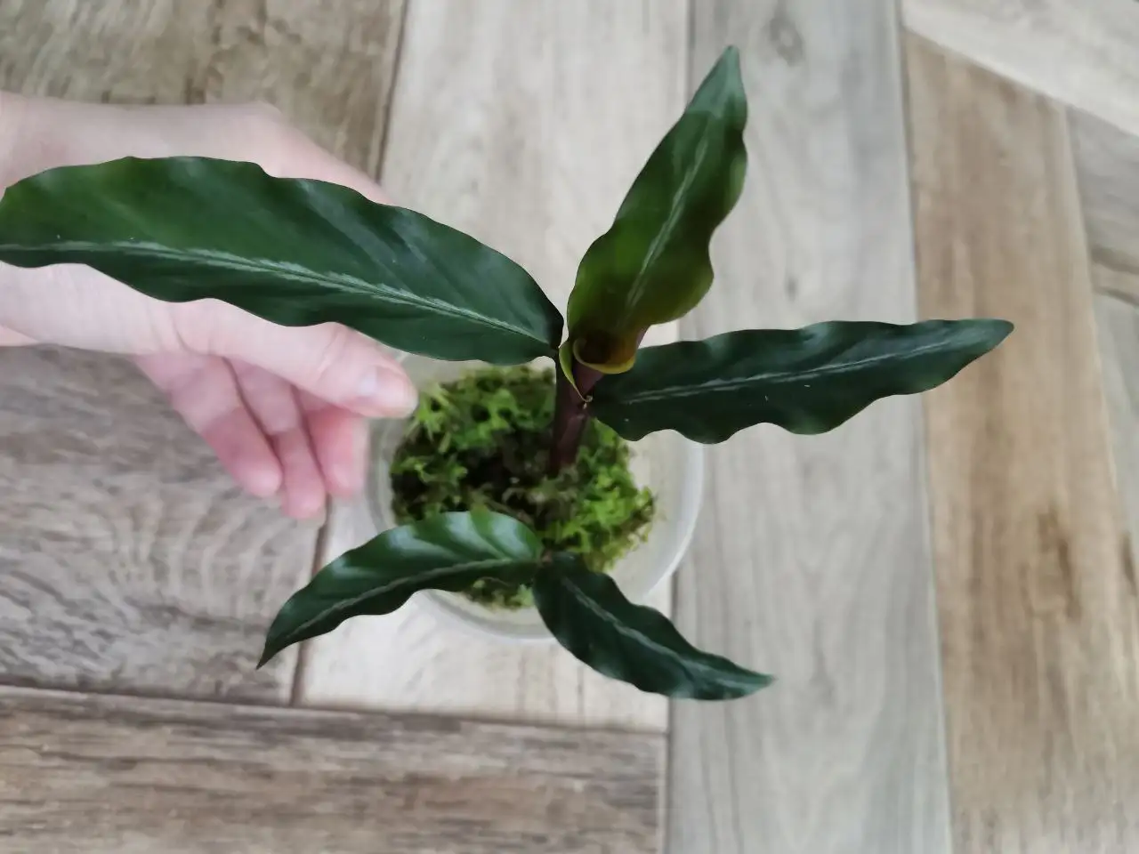 Калатея Хеппи коллекционная редкость - Комнатные растения (Барахолка) в Красноярск
