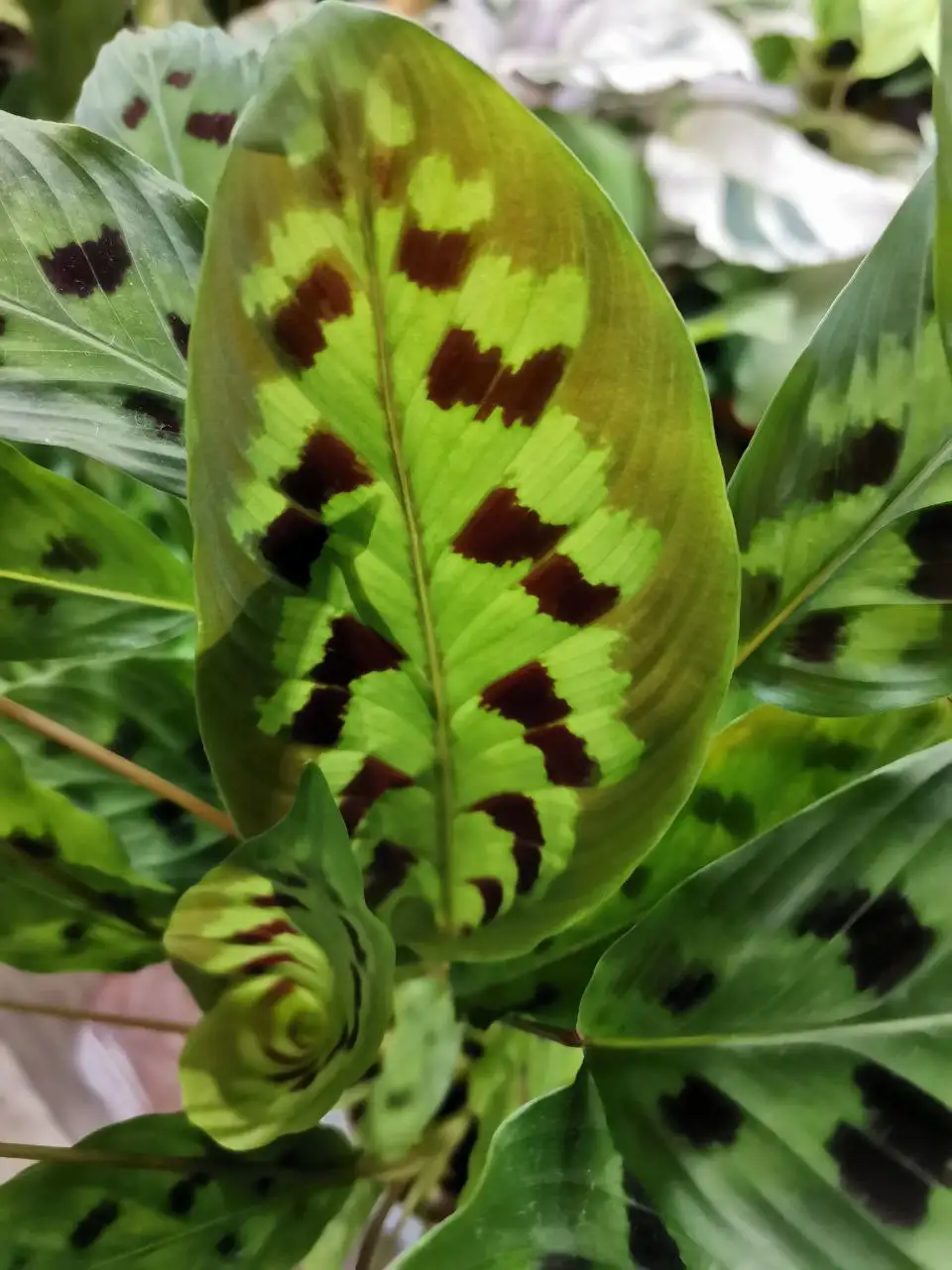 Калатея Павони коллекционная - Комнатные растения (Хобби и отдых) в Красноярск