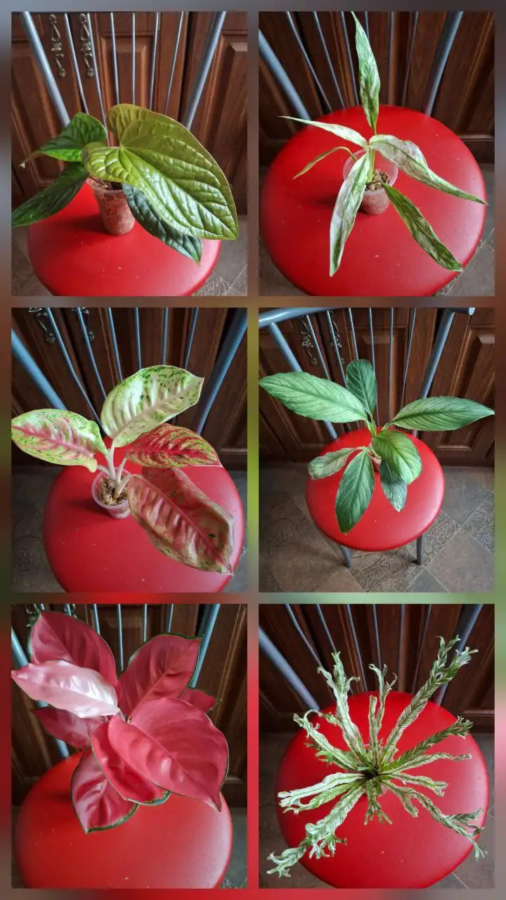 Розыгрыш комнатных растений в Красноярске - Комнатные растения (Хобби и отдых) в Красноярск