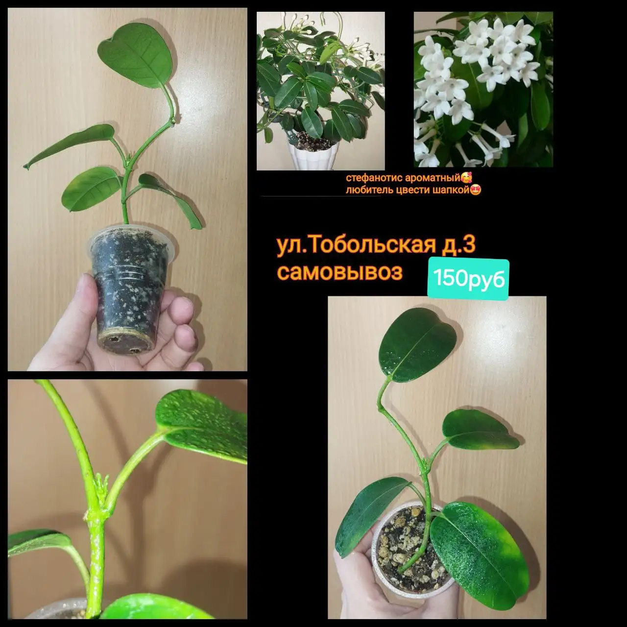 Бугенвилия со стефанотисом в подарок - Комнатные растения (Хобби и отдых) в Красноярск