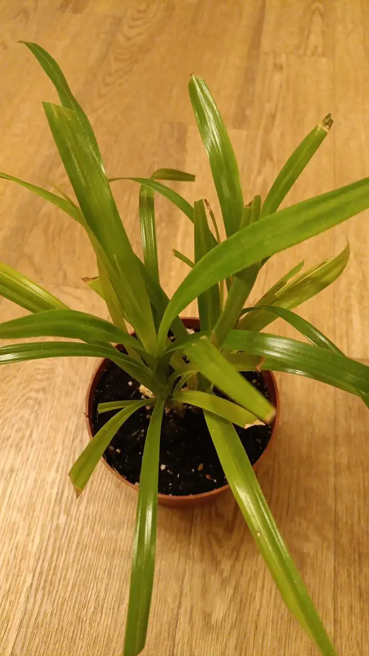 Панданус 250 в горшке с тремя растениями - Комнатные растения (Для дома и дачи) в Красноярск