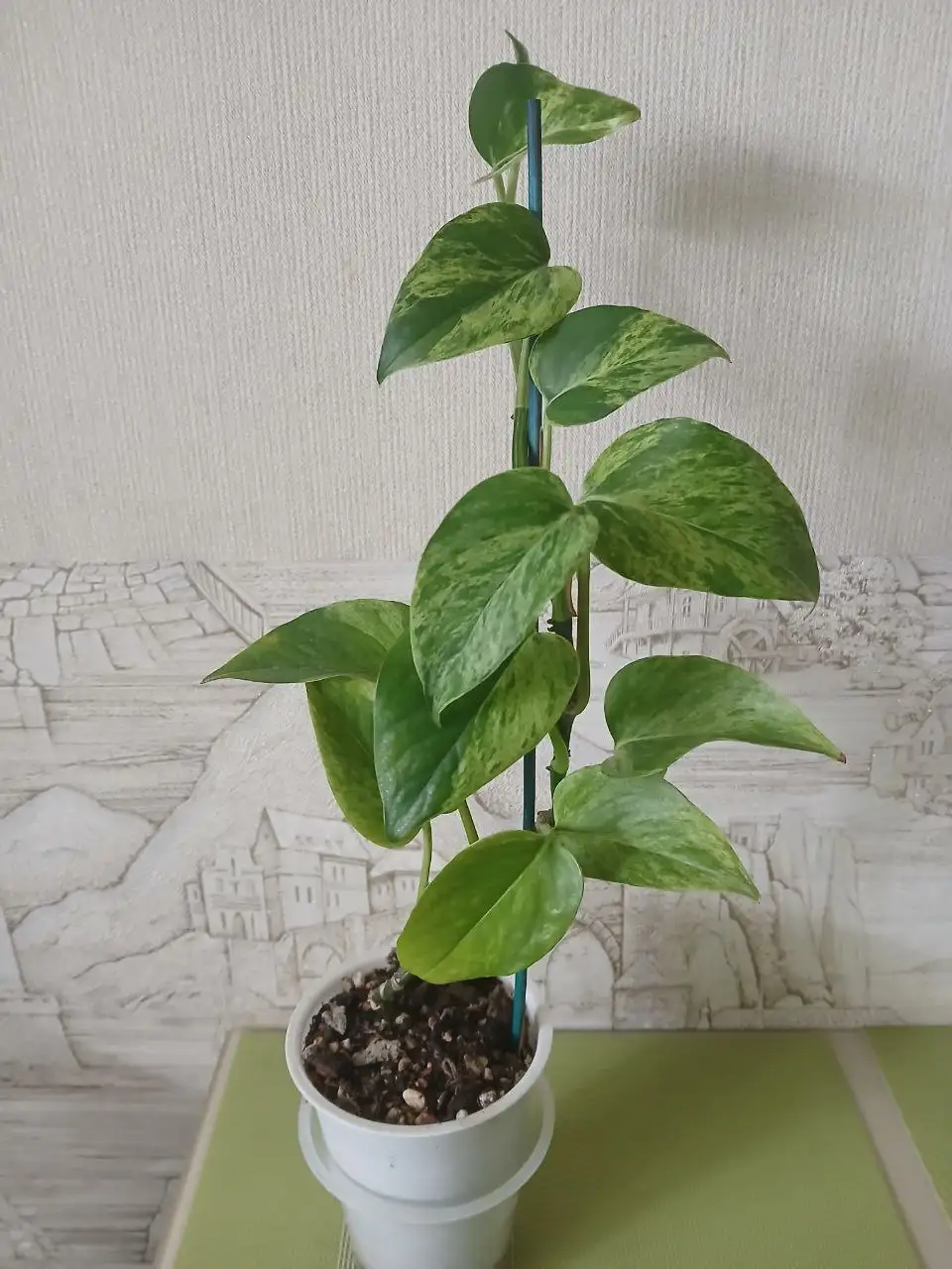 Эпипремнум Ауреум комнатное растение - Комнатные растения (Хобби и отдых) в Красноярск